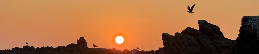 Gulls at sunset